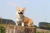 CORGI PEMBROKE 285